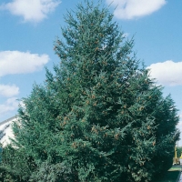 Pseudotsuga MENZIESII