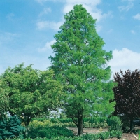 Taxodium DISTICHUM (Cipresso calvo)