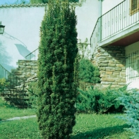 Taxus BACCATA 'FASTIGIATA'