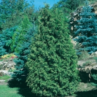 Thuja OCCIDENTALIS (Thuja del Canada)