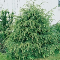 Tsuga CANADENSIS