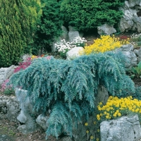 Cedrus DEODARA 'FEELING BLUE'