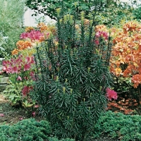 Cephalotaxus HARRINGTONIA 'FASTIGIATA'