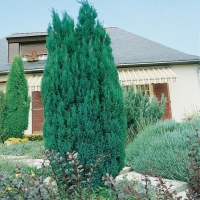 Chamaecyparis LAWSONIANA 'ELLWOODII'