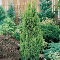 Chamaecyparis LAWSONIANA 'ELLWOOD'S GOLD'