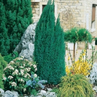 Chamaecyparis LAWSONIANA 'ELLWOOD'S PILLAR<sup>®</sup> 'Flolar'