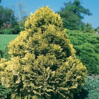 Chamaecyparis LAWSONIANA 'MINIMA AUREA'