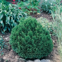 Chamaecyparis LAWSONIANA 'MINIMA GLAUCA'