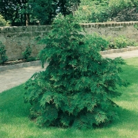 Chamaecyparis LAWSONIANA 'NIDIFORMIS'