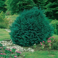 Chamaecyparis LAWSONIANA 'THARANDTENSIS CAESIA'