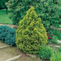 Chamaecyparis OBTUSA 'NANA AUREA'