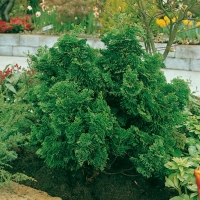 Chamaecyparis OBTUSA 'NANA GRACILIS'