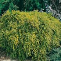 Chamaecyparis PISIFERA 'FILIFERA AUREA'