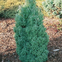 Chamaecyparis THYOIDES 'RED STAR'