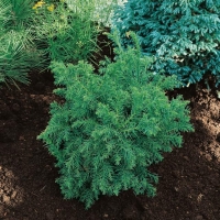 Cryptomeria JAPONICA 'ELEGANS NANA'