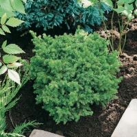 Cryptomeria JAPONICA 'VILMORINIANA'