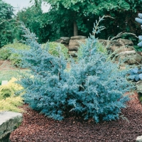 Juniperus CHINENSIS 'BLUE ALPS'
