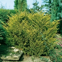 Juniperus CHINENSIS 'PLUMOSA AUREA'