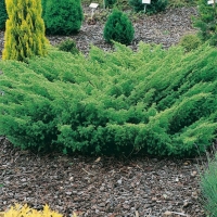 Juniperus COMMUNIS 'DEPRESSED STAR'