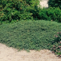 Juniperus COMMUNIS 'GREEN CARPET'