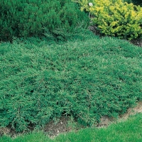 Juniperus COMMUNIS 'REPANDA'