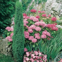 Juniperus COMMUNIS 'SENTINEL'