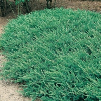Juniperus CONFERTA 'BLUE PACIFIC'