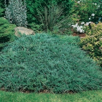 Juniperus HORIZONTALIS 'BAR HARBOR'