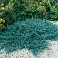 Juniperus HORIZONTALIS 'BLUE CHIP' = 'BLUE MOON'