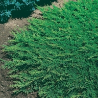 Juniperus HORIZONTALIS 'EMERALD SPREADER'