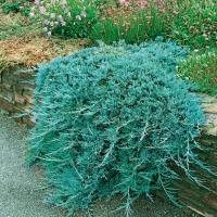 Juniperus HORIZONTALIS 'GLAUCA'