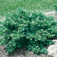 Larix KAEMPFERI 'BLUE DWARF'