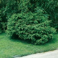 Picea ABIES 'MAXWELLII'