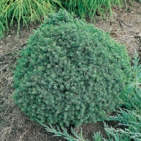 Picea GLAUCA 'ECHINIFORMS'