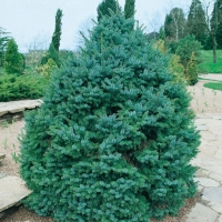 Picea OMORIKA 'NANA'