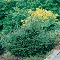 Picea ORIENTALIS 'GRACILIS'