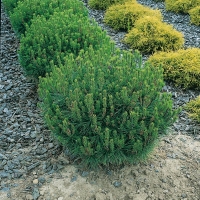 Pinus DENSIFLORA 'ALICE VERKADE'