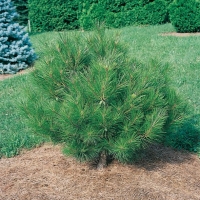 Pinus DENSIFLORA 'UMBRACULIFERA'
