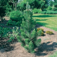 Pinus LEUCODERMIS 'SATELLIT'