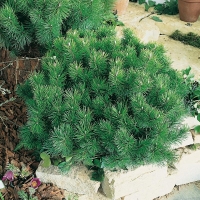 Pinus MUGO 'MOPS'