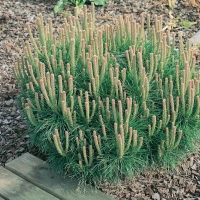 Pinus NIGRA PIERRICK BREGEON<sup>®</sup> 'Brepo'