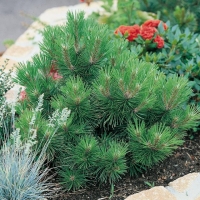 Pinus NIGRA 'NANA'