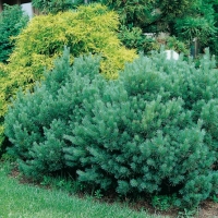 Pinus SYLVESTRIS 'WATERERI' = 'NANA'