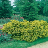 Taxus BACCATA 'DOVASTONII AUREA'