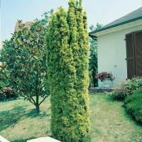 Taxus BACCATA 'FASTIGIATA AUREA'