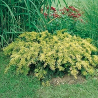 Taxus BACCATA 'REPANDENS AUREA'