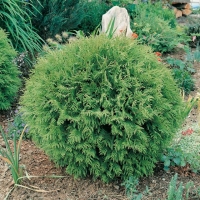 Thuja OCCIDENTALIS 'DANICA'