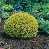 Thuja OCCIDENTALIS 'GOLDEN GLOBE'