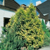 Thuja OCCIDENTALIS 'SUNKIST'