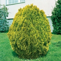 Thuja ORIENTALIS 'AUREA NANA' = 'BERCKMAN'